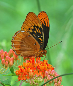 Diana Fritillary male